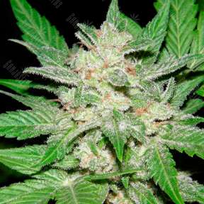 Auto Royal Haze feminised Ganja Seeds