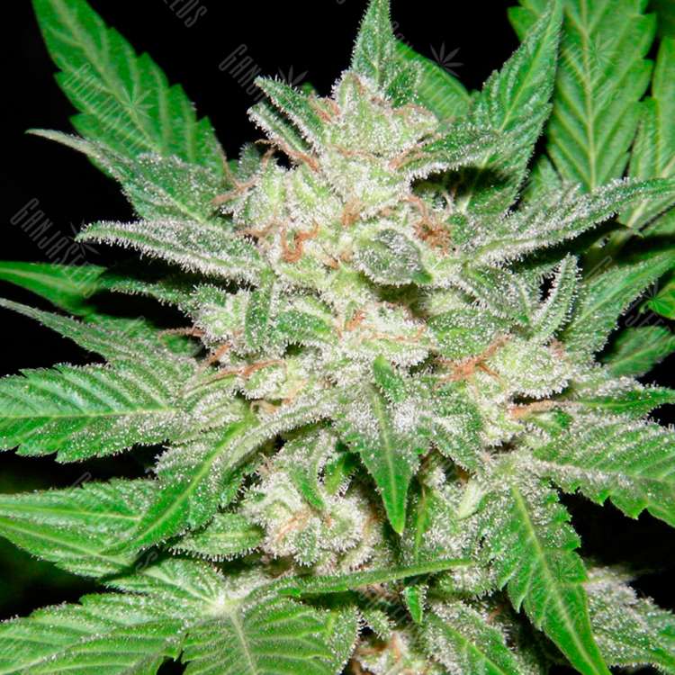 Семена конопли Auto Royal Haze feminised Ganja Seeds Семена конопли Auto Royal Haze feminised Ganja Seeds