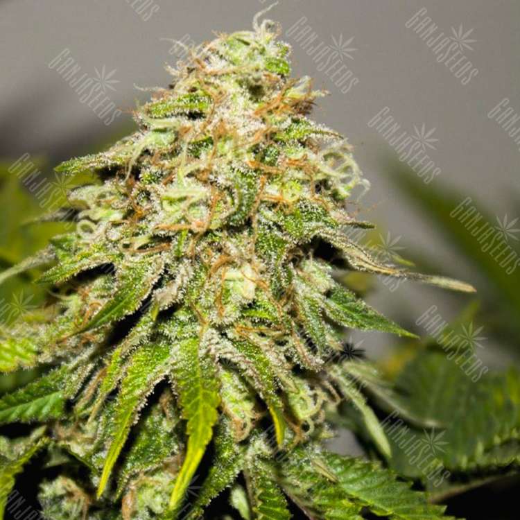 семена конопли Auto Critical Kush feminised в интернет мегезане Ganja Seeds семена конопли Auto Critical Kush feminised в интернет мегезане Ganja Seeds