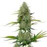 Семена конопли Auto Royal Critical feminised Ganja Seeds заказать Семена конопли Auto Royal Critical feminised Ganja Seeds заказать