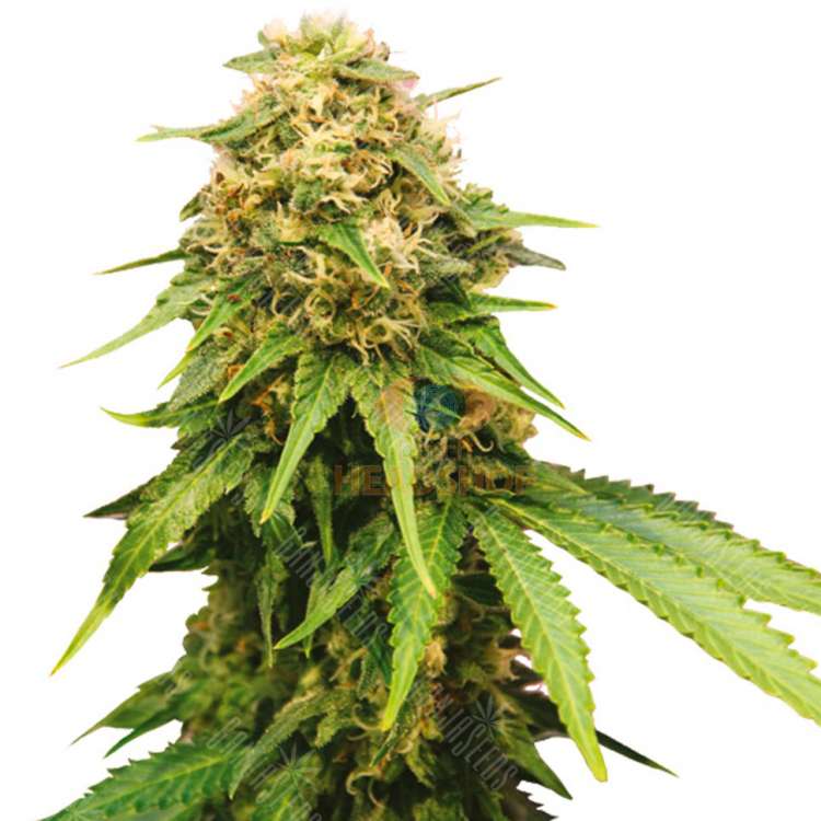 Семена конопли Auto Royal Critical feminised Ganja Seeds недорого Семена конопли Auto Royal Critical feminised Ganja Seeds недорого