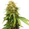 Семена конопли Auto Royal Critical feminised Ganja Seeds недорого Семена конопли Auto Royal Critical feminised Ganja Seeds недорого