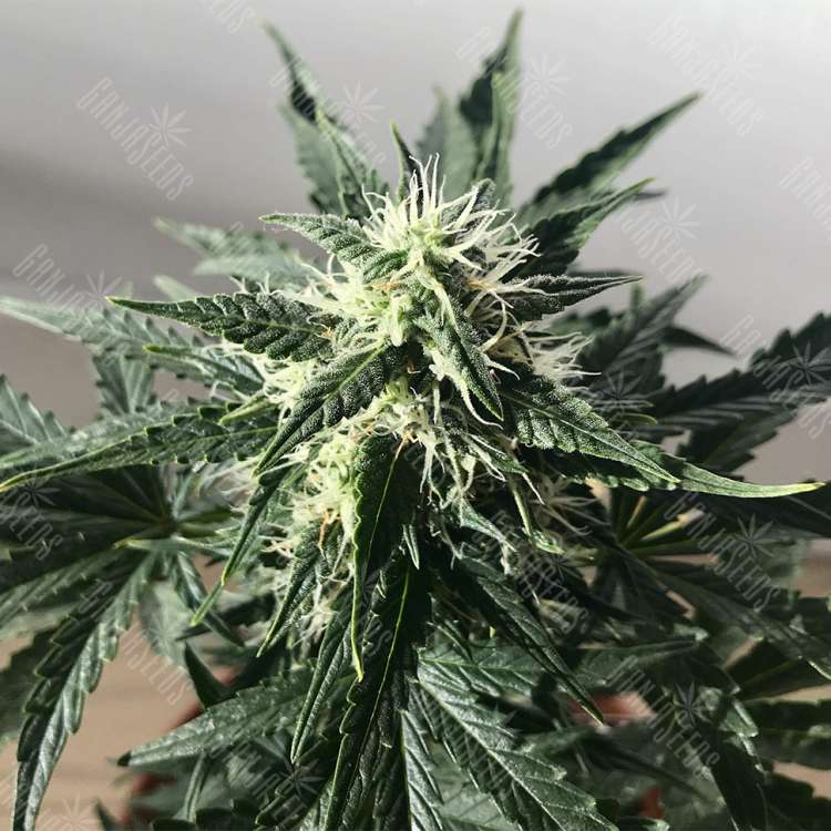Семена каннабиса Auto Royal Kush feminised Ganja Seeds купить Семена каннабиса Auto Royal Kush feminised Ganja Seeds купить