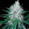 Семена ганжы Auto Royal Creamatic feminised Ganja Seeds заказать Семена ганжы Auto Royal Creamatic feminised Ganja Seeds заказать