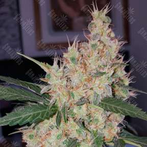 Auto Royal Creamatic feminised Ganja Seeds
