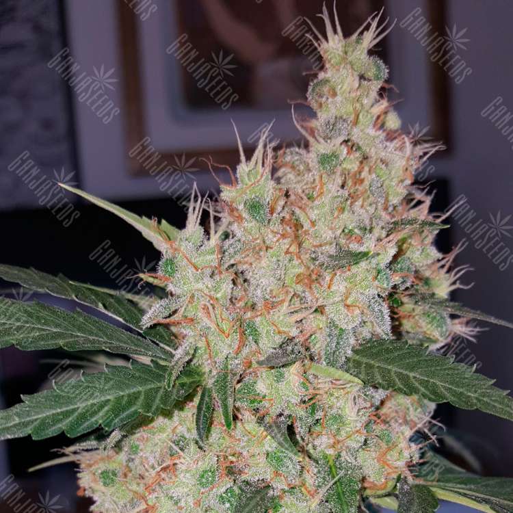 Семена ганжы Auto Royal Creamatic feminised Ganja Seeds купить Семена ганжы Auto Royal Creamatic feminised Ganja Seeds купить