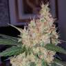 Семена ганжы Auto Royal Creamatic feminised Ganja Seeds купить Семена ганжы Auto Royal Creamatic feminised Ganja Seeds купить