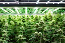 Cultivating Cannabis: Unveiling the Secrets of Two Unique Grow Spaces Cultivating Cannabis: Unveiling the Secrets of Two Unique Grow Spaces