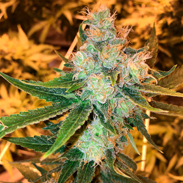 Sweet Flavor Sweet Flavor