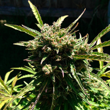 Mango Flavor Mango Flavor