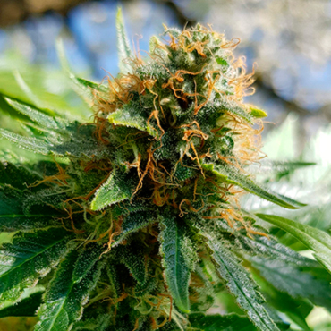 Mango Flavor Mango Flavor