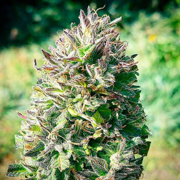 Flowery Flavor Flowery Flavor