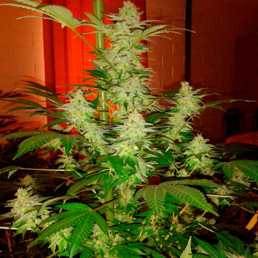 Jack herer Jack herer