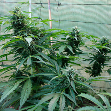 Jack herer Jack herer