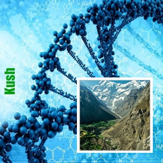 Генетика Kush Генетика Kush