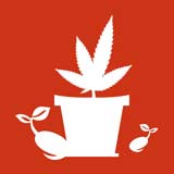 Germinación de las semillas de cannabis